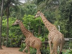 -海南热带野生动植物园
