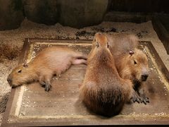 -波塞冬旅游度假区