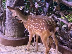 -正佳雨林生态植物园