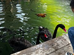 -南宫五洲植物乐园