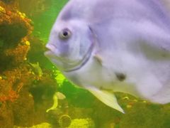-沙沙哗啦海洋馆(华宇百花谷店)