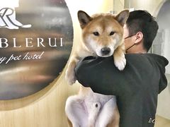 -Double Rui宠物酒店