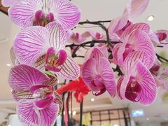 -花舍·新派粤菜·西餐·下午茶(亚运村·鸟巢店)