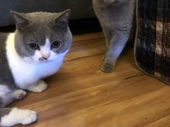 -乔伯凉面(白沙路店)