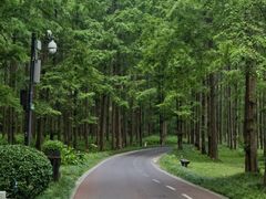 -黄海国家森林公园