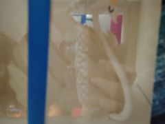 -BRIGNA百丽格娜·纯动物奶油生日蛋糕(武汉旗舰店)