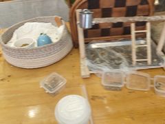 -吉丁鸟咖·异宠·寄养
