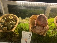 -滇野云南野生菌餐厅(陕西南路店)