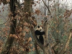 -都江堰中华大熊猫苑