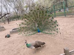 -北京野生动物园