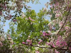 -深圳国际园林花卉博览园