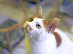 -平行世界·猫咖(首经贸店)