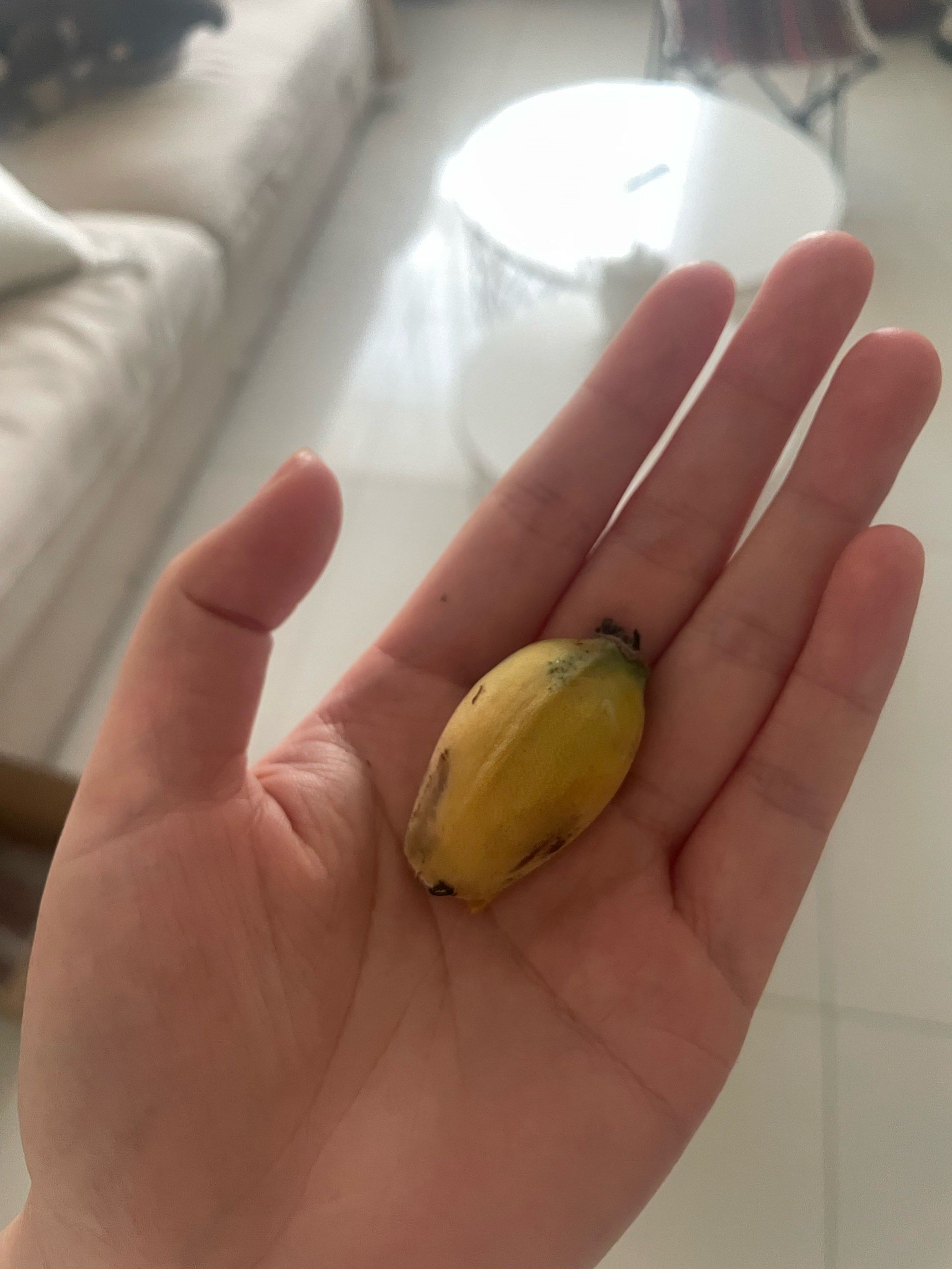 第一次吃这么小的香蕉,好可爱