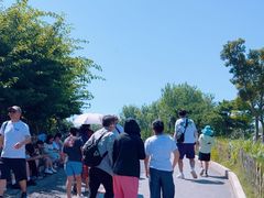 -小麦岛公园