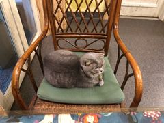 -猫色咖啡·猫咖