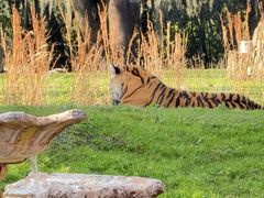 -奥兰多迪士尼动物王国乐园
