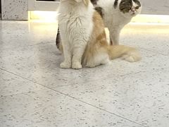 -喵园·猫主题咖啡厅·撸猫·猫咖(国贸店)