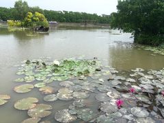 -大湾区中央湿地公园