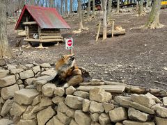 -宫城藏王狐狸村