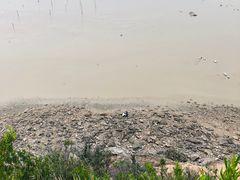-北岐滩涂