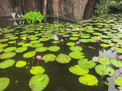 -广州莲花山旅游区