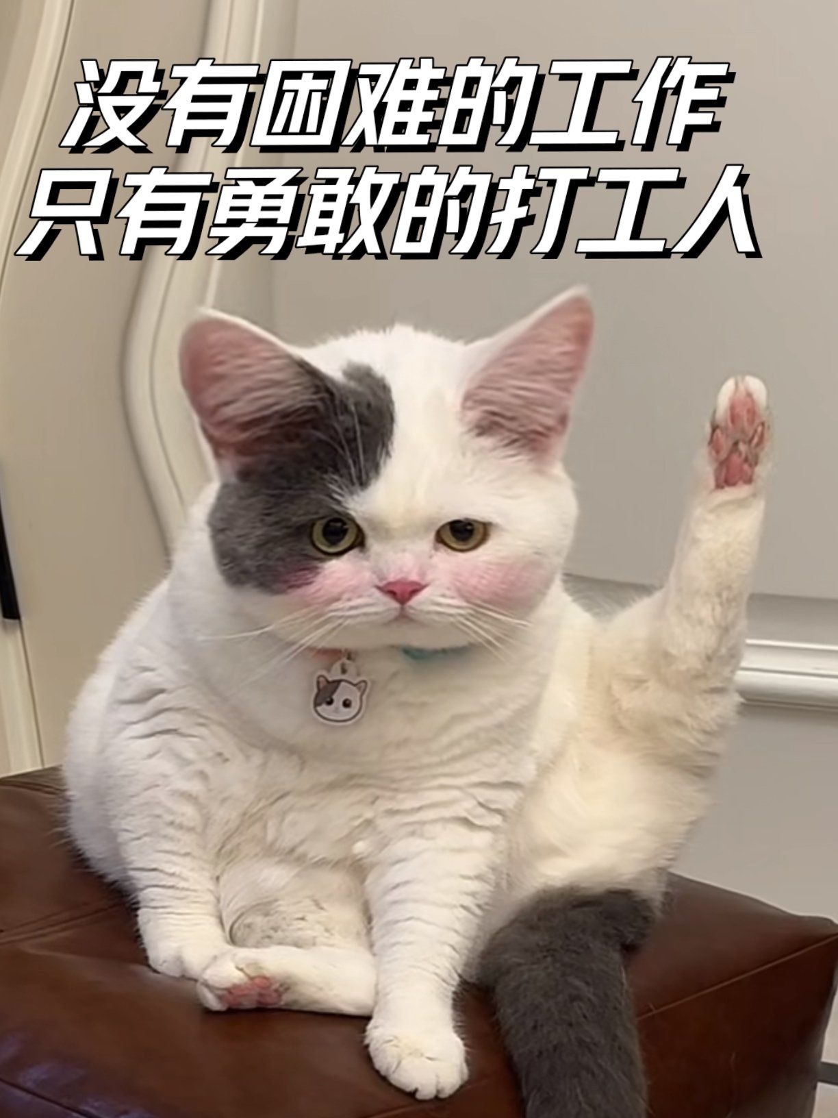 勇敢猫猫 不怕困难
