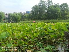 -莲湖公园