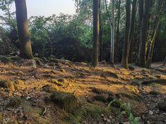 -火炉山森林公园