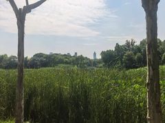 -金银湖国家城市湿地公园