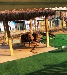 -萌宠亲子动物乐园(槐房万达店)