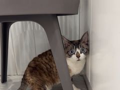 -关爱宠物医院·猫科中心·消化科(滨湖万达分院)