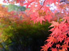 -秋霞圃