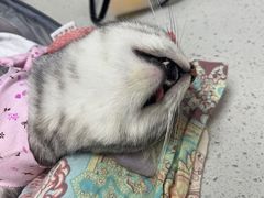 -纳吉亚猫专科动物诊疗中心(蒋宅口分院)