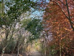 -上海海湾国家森林公园