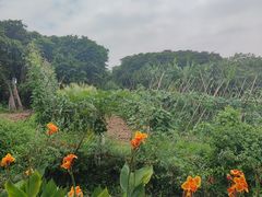 -天然居(伦教店)