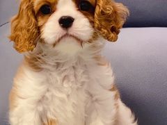 -萌宠之家·腊肠犬·马尔泰·小体犬舍