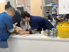 -康成宠物医院24H·CT·核磁共振