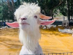 -新疆天山野生动物园