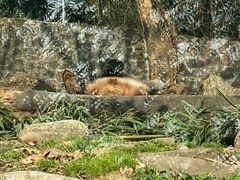 -都江堰中华大熊猫苑