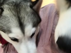-Husky Go! 哈士奇体验馆·宠物咖啡厅狗咖