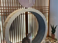 -猫小主咖啡·猫咖cat cafe(福田店)