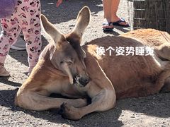 -可伦宾野生动物保护区