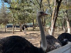 -青藏高原野生动物园