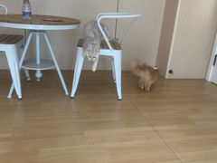 -唐小姐の私宠·宠物洗护美容·撸猫馆·购宠(周浦万达旗舰店)