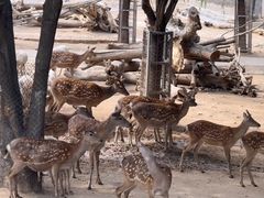 -石家庄市动物园