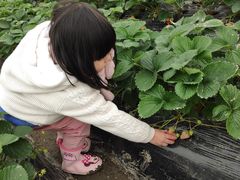 -小鱼草莓采摘园农家乐·小鱼餐厅