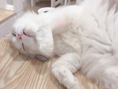 -李小姐の猫咖啡馆(五角场店)