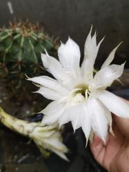 -青霖·飘逸造型