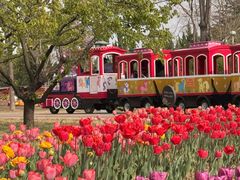 -洛阳郁金香牡丹园