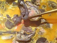 -Darling Queen·Mini·Live·House